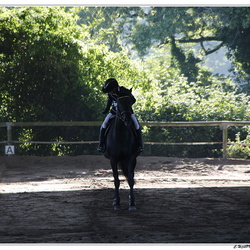DRESSAGE